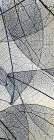 Transparent 2 Botanical Print
