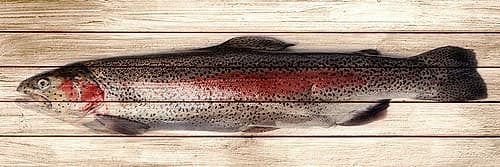 Trout 2 Art Print