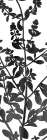 Botanical Panel 1 Art Print