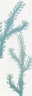 Seaweed Panel 3 Art Print