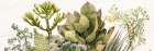 Succulent Panel 2 Botanical Print