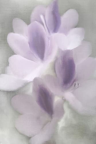 Silver Orchid Art Print