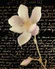 Magnolia Gold 2 Art Print