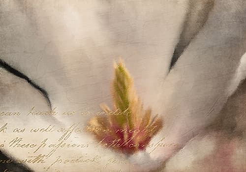 Magnolia Center Art Print