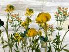 Wildflower Jar 5 Art Print