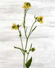 Wildflower Jar 11 Art Print