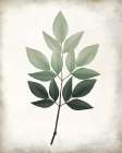 Vintage Botanical Greens 1 Botanical Print