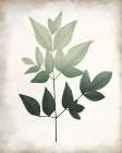 Vintage Botanical Greens 2 Botanical Print