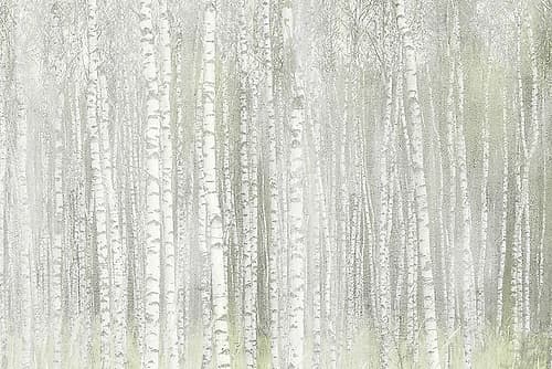 Into the Birches Landscape Print