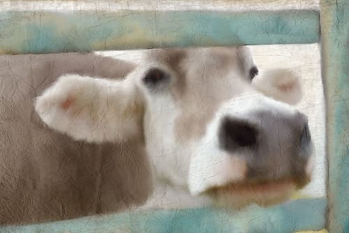 Out of the Fence Art Print