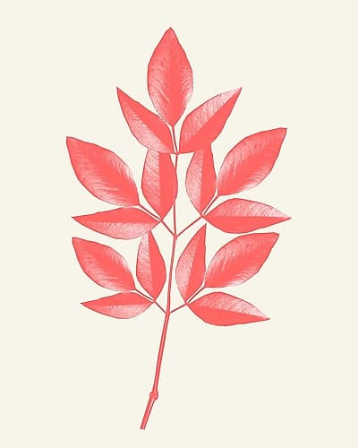 Coral Leaves 1 Art Print