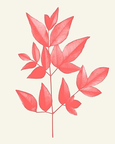 Coral Leaves 2 Art Print by Kimberly Allen