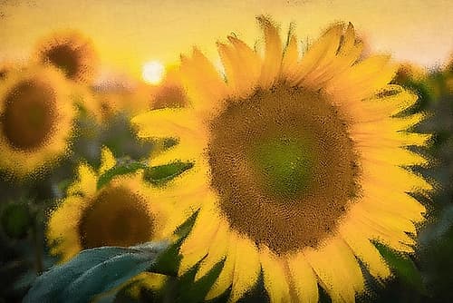 Morning Gold Art Print