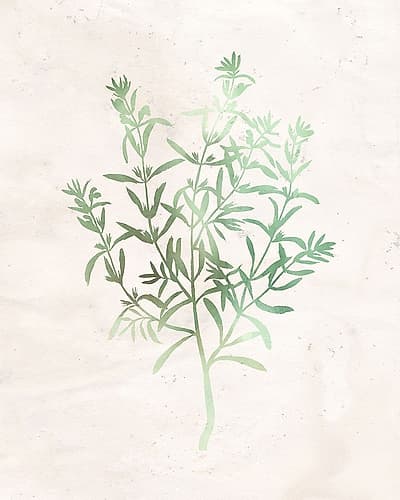 Watercolor Herb 2 Nature Print