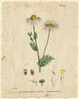 Mayweed 1 Art Print