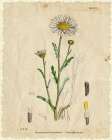 Mayweed 2 Art Print
