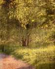 Sunlit Path 2 Art Print