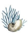 Coastal Coral 2 Art Print