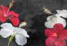 Red and White Hibiscus Art Print