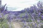 Lavender Field Art Print