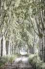 Covered Path Art Print