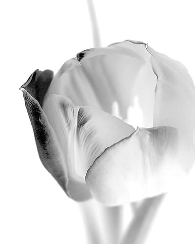 Black and White Tulip 1 Art Print