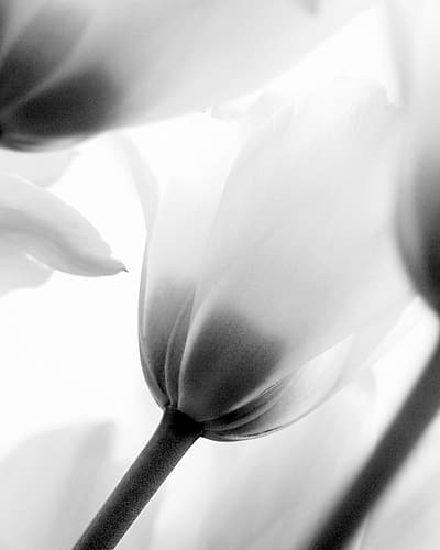 Black and White Tulip 2 Art Print