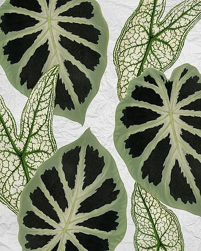 My Greens 2 Nature Print