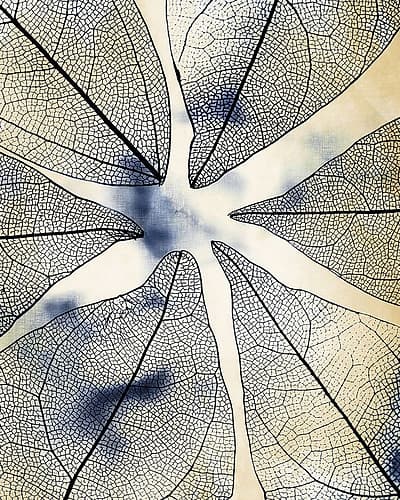 Transparent Leaves 1 Nature Print