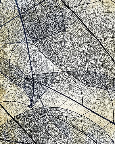 Transparent Leaves 3 Nature Print