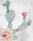Cactus Blooming 1 Botanical Print