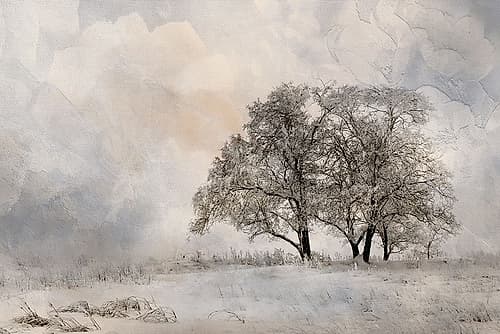 Winter Frost 2 Decorative Print