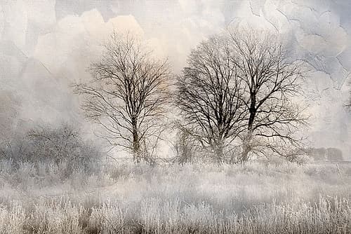 Winter Frost 3 Decorative Print