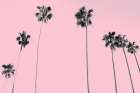 Pink Palms Botanical Print