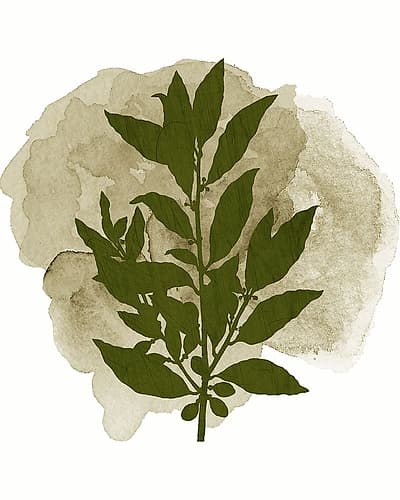 Botanical Branch 1 Art Print by Kimberly Allen