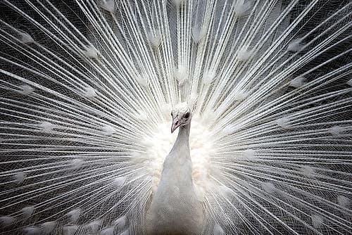 White Royal Art Print by Kimberly Allen
