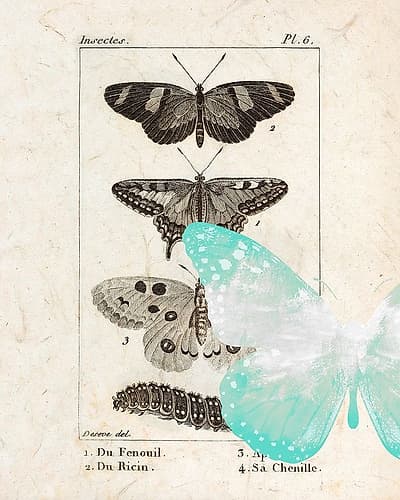 Field Guide 2 Art Print