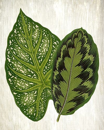 Botanical Greens 1 Art Print by Kimberly Allen
