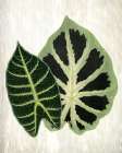Botanical Greens 2 Art Print