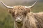 Highland Art Print