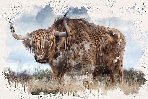 Long Horn Art Print by Kimberly Allen