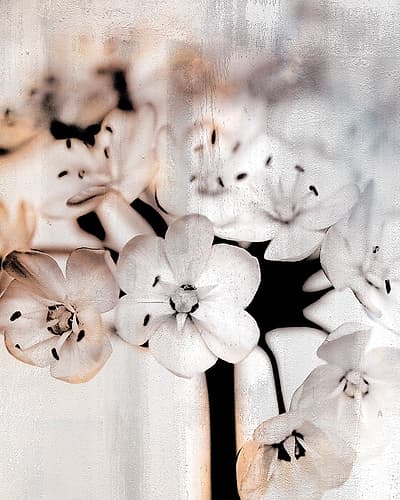 Leek Blossoms 1 Art Print