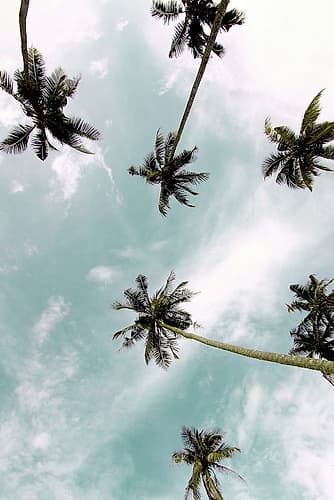 Palm Sky Coastal Print
