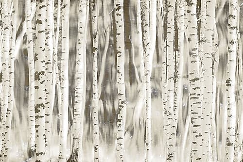 Birches Landscape Print