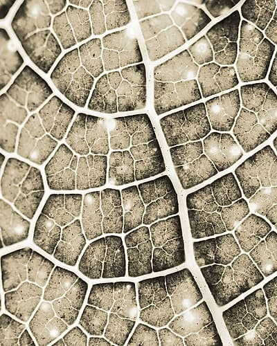 Eco Gold 1 Nature Print