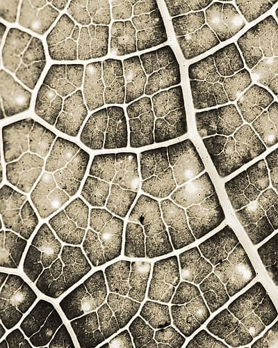 Eco Gold 2 Art Print