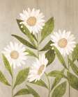 Daisies 1 Art Print