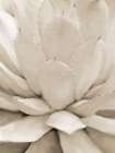 Agave Neutral 1 Art Print