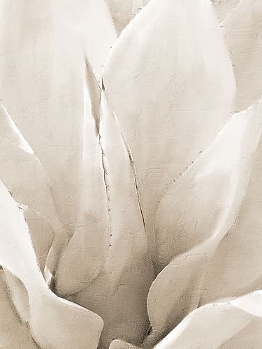 Agave Neutral 2 Art Print
