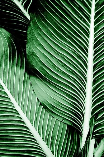 Tropical 1 Nature Print